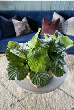 Calathea orbifolia